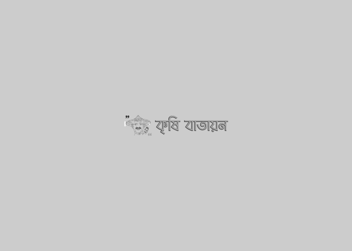 নিরাপদ ও বিষমুক্ত আম উৎপাদনে ব্যাগিং৤